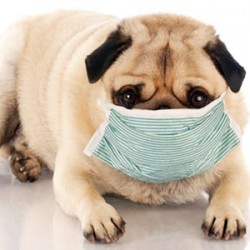 Hypnotherapy To Quit Smoking Helps Your Pets Too